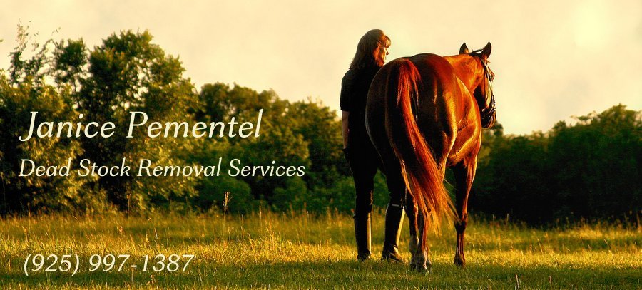 Janice Pemental Dead Stock Removal header